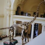 Titanosaur