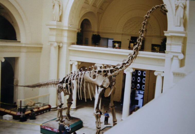 Titanosaur Titanosaur