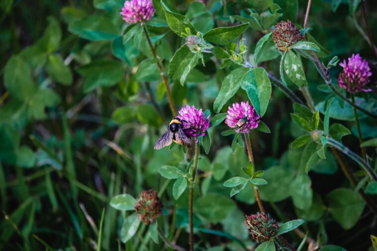 The Buzzing Crisis: The Decline of Bees The Buzzing Crisis: The Decline of Bees